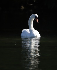 Cygnus olor