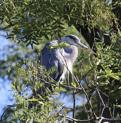 Ardea cinerea cinerea