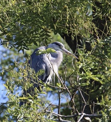 Ardea cinerea cinerea