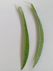 Gamochaeta calviceps