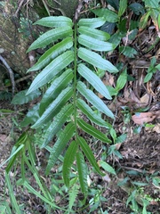 Angiopteris lygodiifolia