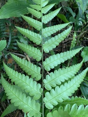 Diplazium dilatatum
