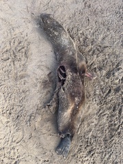 Arctocephalus australis