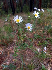 Aster biennis