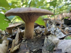 Lactarius quietus
