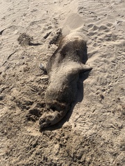 Arctocephalus australis