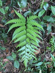 Diplazium dilatatum