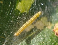 Lepidoptera