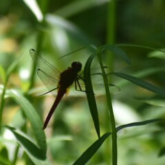 Orthetrum chrysis