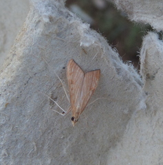 Antigastra catalaunalis