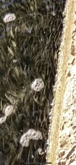 Vertebrata