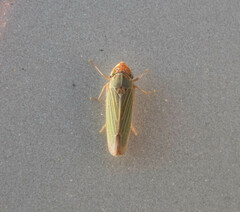 Xyphon reticulatum
