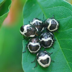 Poecilocoris lewisi