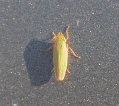 Draeculacephala balli