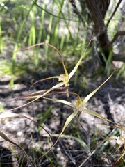 Caladenia polychroma