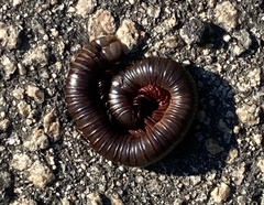 Narceus americanus