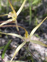 Caladenia polychroma