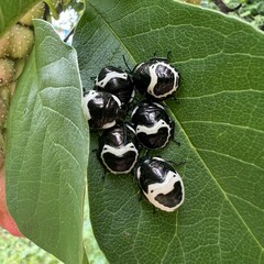 Poecilocoris lewisi