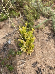 Sebaea exacoides