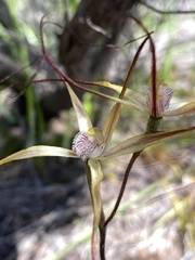 Caladenia polychroma