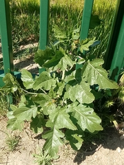 Rhamphospermum nigrum