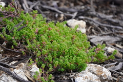 Threlkeldia diffusa