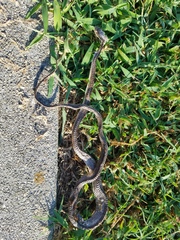 Pantherophis alleghaniensis