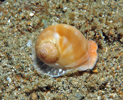 Natica stellata