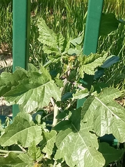 Rhamphospermum nigrum