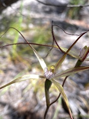 Caladenia polychroma