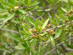 Rhamnus oleoides