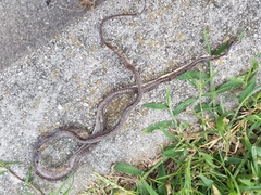 Pantherophis alleghaniensis