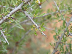 Rhamnus oleoides