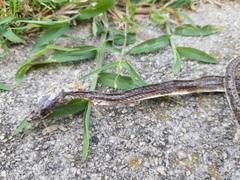 Pantherophis alleghaniensis