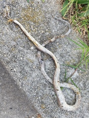 Pantherophis alleghaniensis