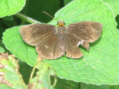 Carcharodini