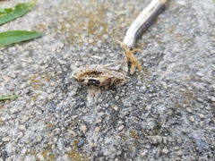 Pantherophis alleghaniensis