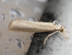 Agriphila vulgivagellus