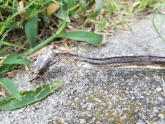Pantherophis alleghaniensis