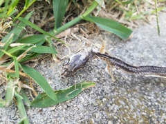 Pantherophis alleghaniensis