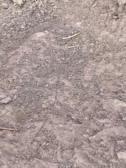 Ablepharus kitaibelii