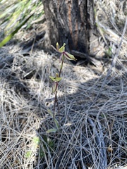 Caladenia roei