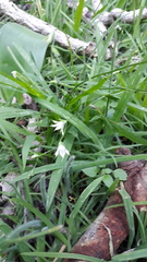 Melasphaerula graminea