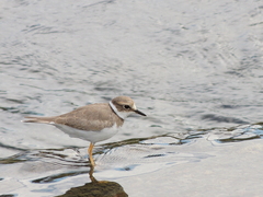 Charadrius placidus