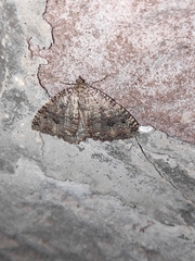 Triphosa dubitata