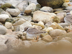 Charadrius placidus