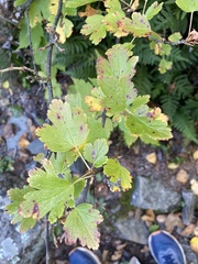 Ribes cynosbati