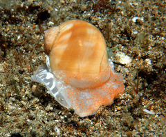 Natica stellata