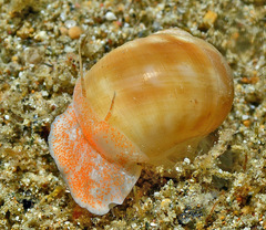 Natica stellata