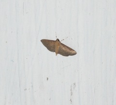 Herpetogramma